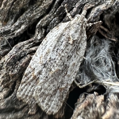 Acropolitis ergophora (A tortrix or leafroller moth) at Lake Burley Griffin West - 17 Dec 2022 by Pirom