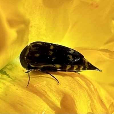 Mordellidae (family) (Unidentified pintail or tumbling flower beetle) at Ainslie, ACT - 3 Dec 2022 by Pirom