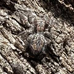 Servaea incana (Hoary Servaea) at Mount Majura - 18 Dec 2022 by Pirom