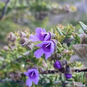 Prostanthera decussata at Tennent, ACT - 15 Dec 2022