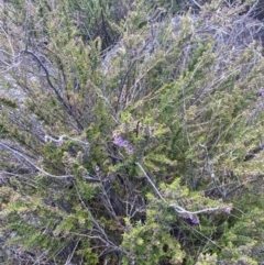 Prostanthera decussata at Tennent, ACT - 15 Dec 2022