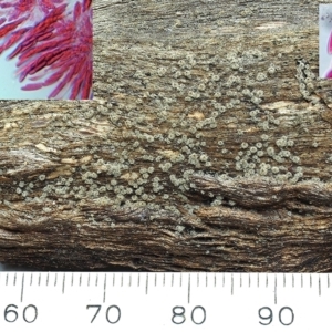 Echinosphaeria aff. canescens at Macquarie, ACT - 7 Aug 2022