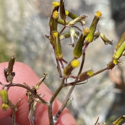 Senecio quadridentatus (Cotton Fireweed) at Tennent, ACT - 15 Dec 2022 by NedJohnston