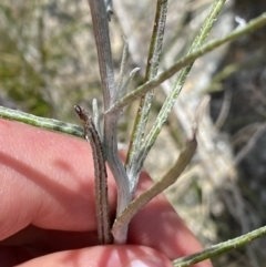 Senecio quadridentatus at Tennent, ACT - 15 Dec 2022 01:32 PM