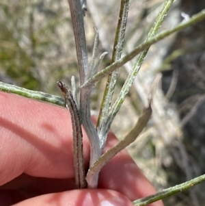 Senecio quadridentatus at Tennent, ACT - 15 Dec 2022