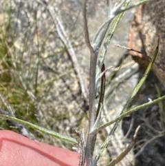 Senecio quadridentatus at Tennent, ACT - 15 Dec 2022 01:32 PM