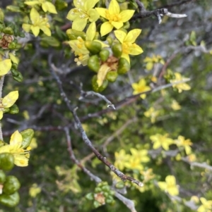 Asterolasia trymalioides at Tennent, ACT - 15 Dec 2022