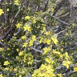 Asterolasia trymalioides at Tennent, ACT - 15 Dec 2022