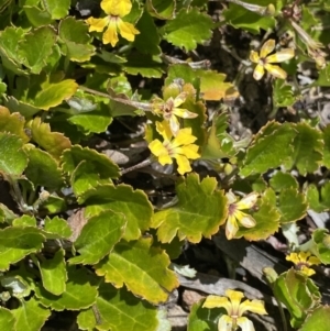 Goodenia hederacea subsp. alpestris at Tennent, ACT - 15 Dec 2022