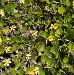 Goodenia hederacea subsp. alpestris at Tennent, ACT - 15 Dec 2022