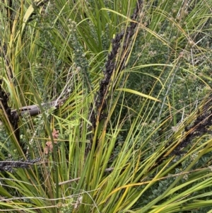 Gahnia subaequiglumis at Tharwa, ACT - 15 Dec 2022 01:08 PM