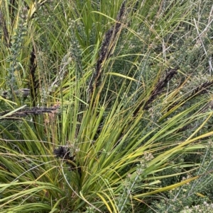 Gahnia subaequiglumis at Tharwa, ACT - 15 Dec 2022 01:08 PM