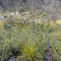 Gahnia subaequiglumis at Tharwa, ACT - 15 Dec 2022 01:08 PM