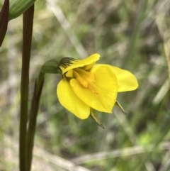 Diuris monticola (Highland Golden Moths) at Tennent, ACT - 15 Dec 2022 by Ned_Johnston