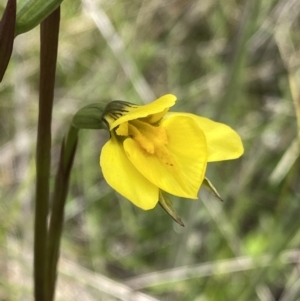 Diuris monticola at Tennent, ACT - 15 Dec 2022