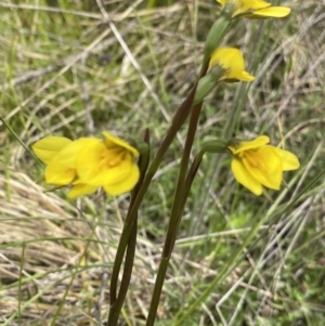 Diuris monticola at Tennent, ACT - 15 Dec 2022