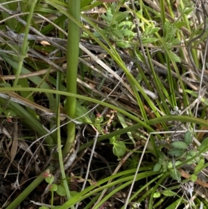 Diuris monticola at Tennent, ACT - 15 Dec 2022