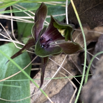 Chiloglottis valida (Large Bird Orchid) at Tennent, ACT - 15 Dec 2022 by Ned_Johnston