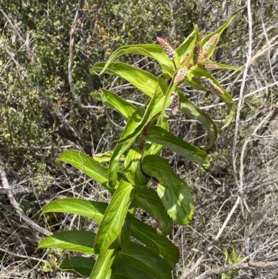 Veronica derwentiana (Derwent Speedwell) at Namadgi National Park - 15 Dec 2022 by Ned_Johnston