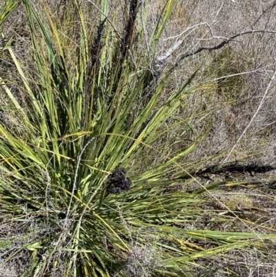 Gahnia subaequiglumis (Bog Saw-sedge) at Tennent, ACT - 15 Dec 2022 by NedJohnston