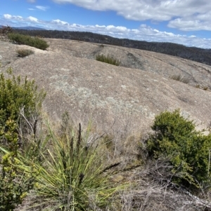 Gahnia subaequiglumis at Tennent, ACT - 15 Dec 2022