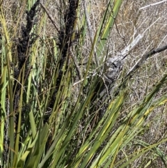 Gahnia subaequiglumis at Tennent, ACT - 15 Dec 2022 11:59 AM