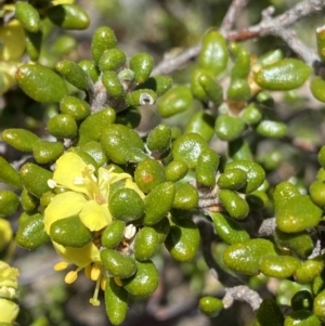 Asterolasia trymalioides at Tharwa, ACT - 15 Dec 2022