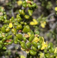 Asterolasia trymalioides at Tharwa, ACT - 15 Dec 2022