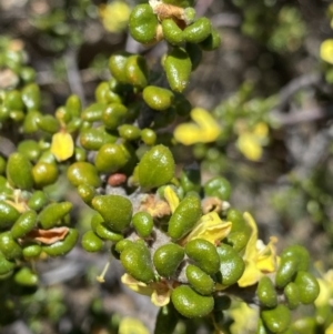 Asterolasia trymalioides at Tharwa, ACT - 15 Dec 2022