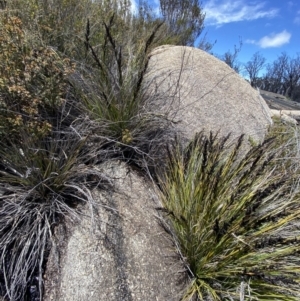 Gahnia subaequiglumis at Tharwa, ACT - 15 Dec 2022 11:54 AM