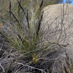 Gahnia subaequiglumis at Tharwa, ACT - 15 Dec 2022 11:54 AM