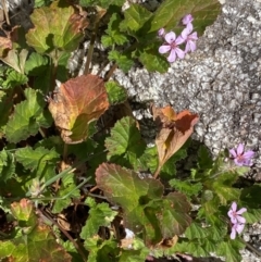 Pelargonium australe (Austral Stork's-bill) at Namadgi National Park - 15 Dec 2022 by Ned_Johnston