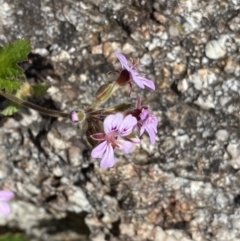 Pelargonium australe at Tennent, ACT - 15 Dec 2022 11:51 AM