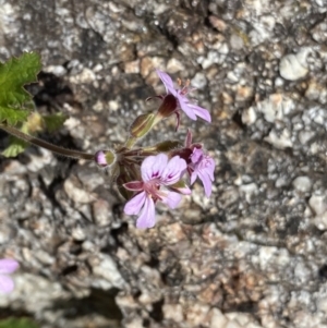 Pelargonium australe at Tennent, ACT - 15 Dec 2022