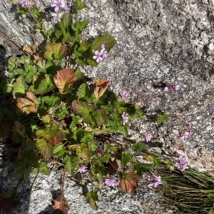 Pelargonium australe at Tennent, ACT - 15 Dec 2022