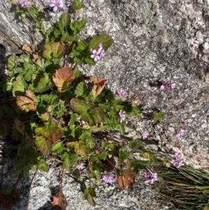 Pelargonium australe at Tennent, ACT - 15 Dec 2022 11:51 AM