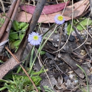 Lagenophora stipitata at Tennent, ACT - 15 Dec 2022 11:29 AM