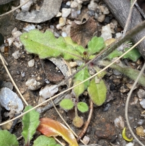 Lagenophora stipitata at Tennent, ACT - 15 Dec 2022 11:29 AM