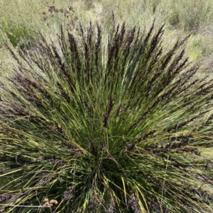 Gahnia subaequiglumis at Tharwa, ACT - 15 Dec 2022