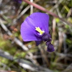 Utricularia dichotoma (Fairy Aprons, Purple Bladderwort) at Tennent, ACT - 15 Dec 2022 by NedJohnston