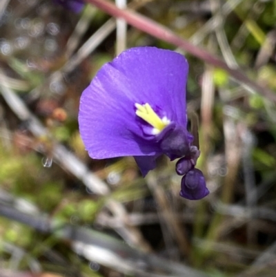 Utricularia dichotoma (Fairy Aprons, Purple Bladderwort) at Tennent, ACT - 15 Dec 2022 by NedJohnston