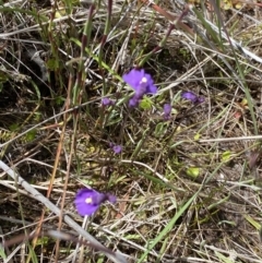 Utricularia dichotoma at Tennent, ACT - 15 Dec 2022 11:21 AM