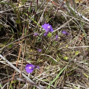 Utricularia dichotoma at Tennent, ACT - 15 Dec 2022