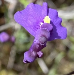 Utricularia dichotoma at Tennent, ACT - 15 Dec 2022