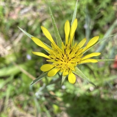 Tragopogon dubius (Goatsbeard) at Tennent, ACT - 15 Dec 2022 by NedJohnston