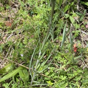 Tragopogon dubius at Tennent, ACT - 15 Dec 2022 11:11 AM