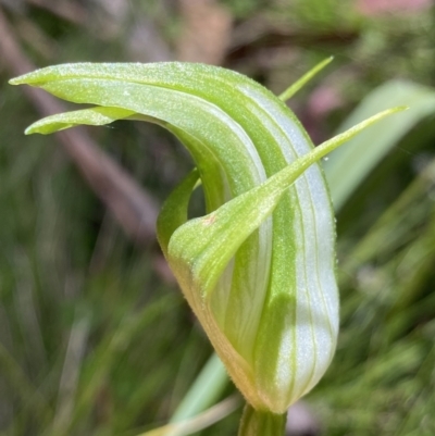 Pterostylis monticola (Large Mountain Greenhood) at Tennent, ACT - 14 Dec 2022 by Ned_Johnston