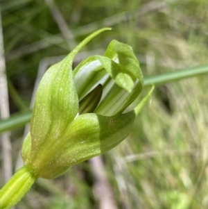 Pterostylis monticola at Tennent, ACT - 15 Dec 2022