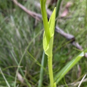 Pterostylis monticola at Tennent, ACT - 15 Dec 2022