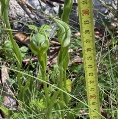 Pterostylis monticola at Tennent, ACT - 15 Dec 2022